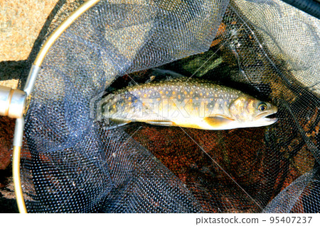 新潟縣鐮川市七釜溪谷的炭魚捕撈 95407237