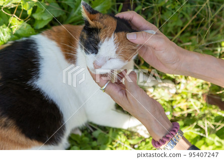 友好公園裡的印花布貓 友好公園裡的印花布貓 95407247