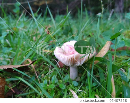 Wild mushrooms Wild mushrooms 95407258