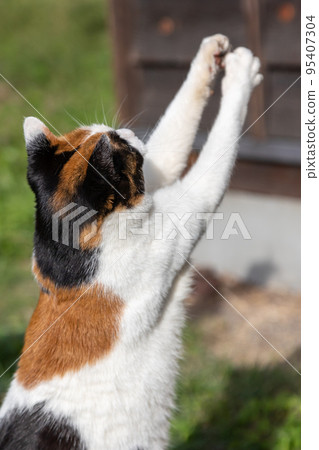 Playful calico cat 95407304