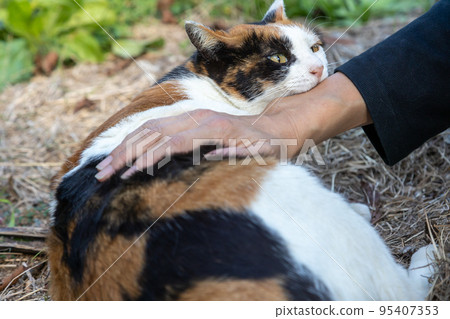 印花布貓甜蜜地咬 95407353