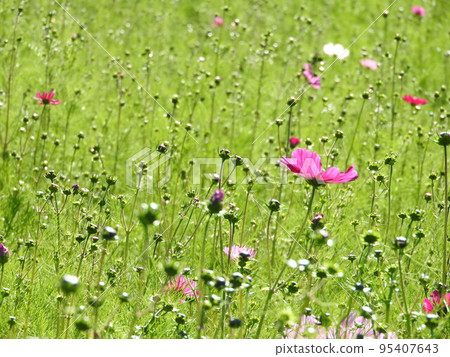 Cosmos field that has not yet bloomed 95407643