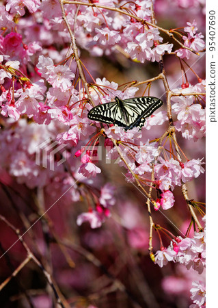 Spring cherry blossoms and dancing butterflies 95407690