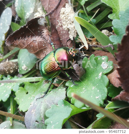Giant scarab beetle in nature Giant scarab beetle in nature 95407712