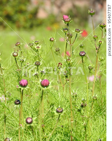 尚未開花的宇宙場 95407787