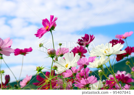 cosmos field 21 95407841