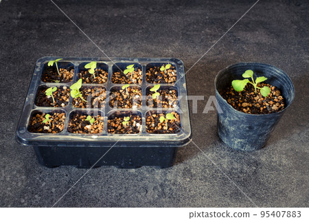 Photo of sprouted seedlings (stone grain background) Photo of sprouted seedlings (stone grain background) 95407883