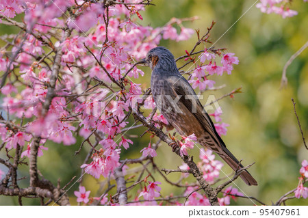 喜歡春天櫻花和花瓣的棕耳鵯 喜歡春天櫻花和花瓣的棕耳鵯 95407961