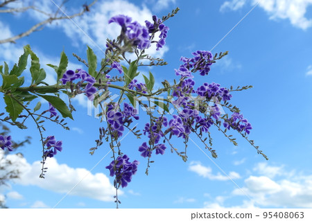 Duranta flowers in the blue sky 95408063
