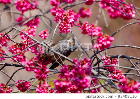 A brown-eared bulbul that likes spring cherry blossoms and flower petals 95408110