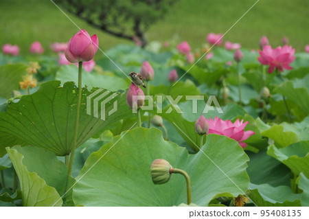 lotus flower and sparrow 95408135