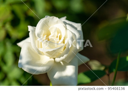 Rose, Masayuki 95408136