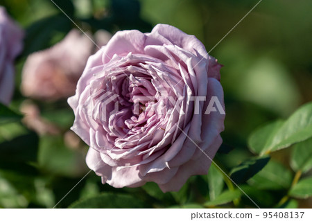 Rose, Novalis Rose, Novalis 95408137