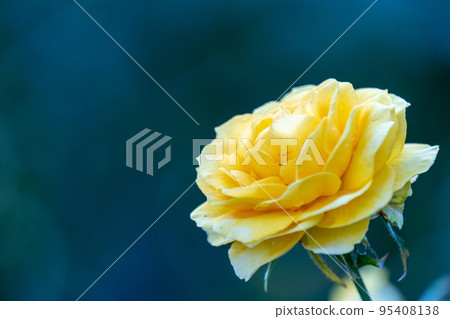 rose, yellow brass band rose, yellow brass band 95408138