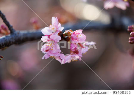 Sakura, a Japanese flower that colors encounters and farewells 95408195
