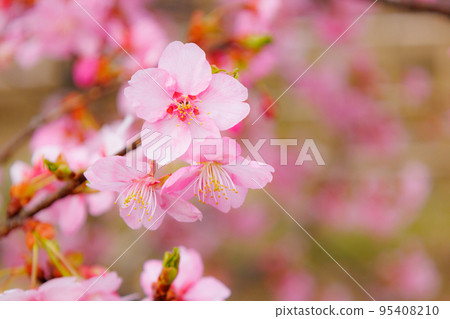 櫻花，一種為相遇和告別著色的日本花 95408210