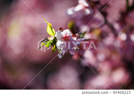 櫻花,一種為相遇和告別著色的日本花 櫻花,一種為相遇和告別著色的日本花 95408223