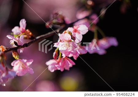 櫻花,一種為相遇和告別著色的日本花 櫻花,一種為相遇和告別著色的日本花 95408224