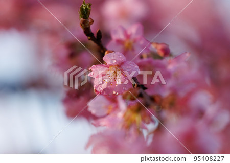 Sakura, a Japanese flower that colors encounters and farewells 95408227