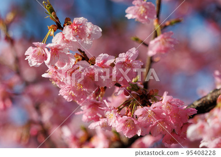 櫻花，一種為相遇和告別著色的日本花 95408228
