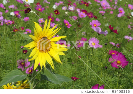 Landscape with bees on sunflowers in cosmos field Landscape with bees on sunflowers in cosmos field 95408316