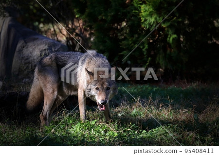 wolf howling in the light 95408411