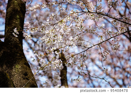 櫻花，一種為相遇和告別著色的日本花 95408478