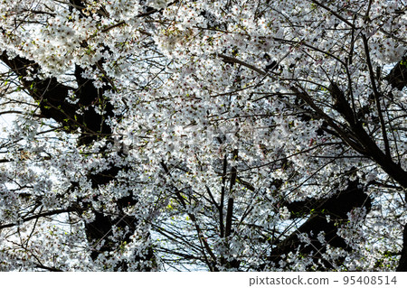 Sakura, a Japanese flower that colors encounters and farewells 95408514