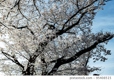 Sakura, a Japanese flower that colors encounters and farewells 95408515