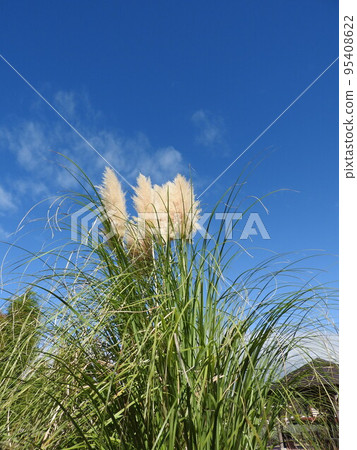 Pampasgrass Pampasgrass 95408622