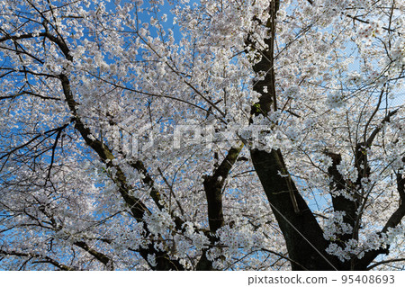 Sakura, a Japanese flower that colors encounters and farewells Sakura, a Japanese flower that colors encounters and farewells 95408693