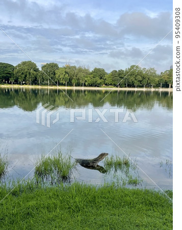 Water monitor lizard in a Thai park 95409308