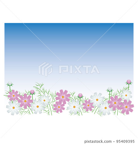 Landscape frame of cosmos field in autumn weather Landscape frame of cosmos field in autumn weather 95409395