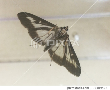 Tugenomei 蛾，從後面。半透明白色背景上有黑色邊框的飛蛾 95409425