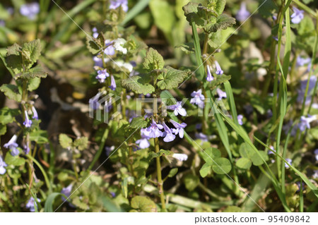 Ground-ivy Ground-ivy 95409842