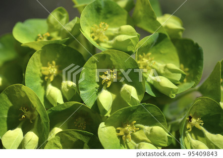 Wulfens spurge Wulfens spurge 95409843