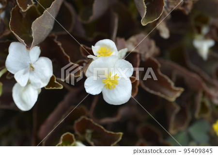 Wax begonia Wax begonia 95409845