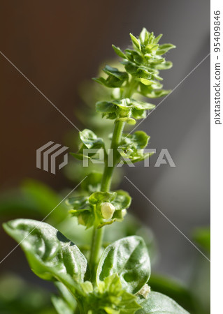 Common basil Common basil 95409846