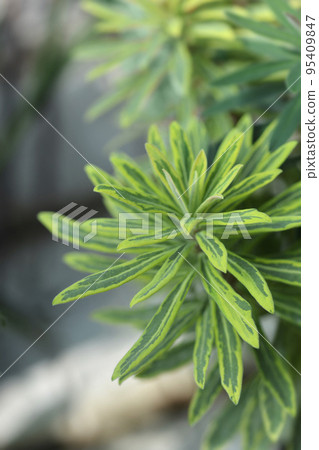 Spurge Ascot Rainbow 95409847
