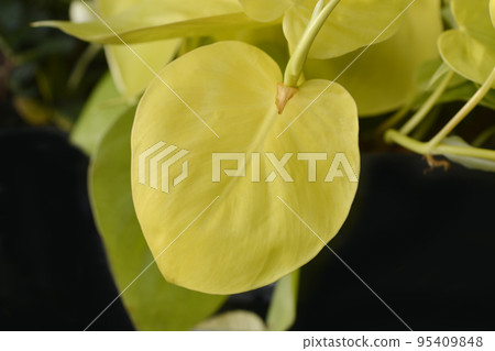 Sweetheart plant Lemon Lime Sweetheart plant Lemon Lime 95409848