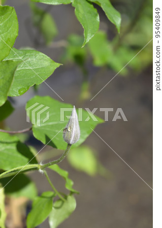 Nubia Clematis Nubia Clematis 95409849
