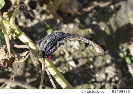 Common devils claw 95409856