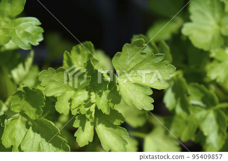 Garden parsly 95409857