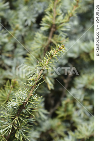 Fastigiate Atlas cedar Fastigiate Atlas cedar 95409858