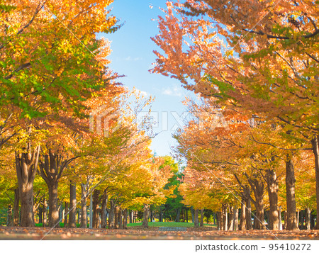 Nagaoka City Katsura Namiki Autumn Leaves 95410272