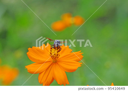 Happy blue bee Rurimon bee perching on Kibana cosmos Happy blue bee Rurimon bee perching on Kibana cosmos 95410649