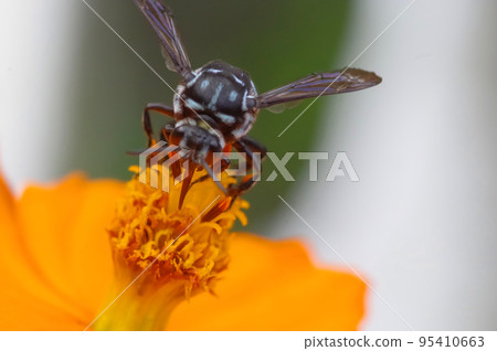 快樂的藍蜂 Rurimon 蜜蜂棲息在 Kibana 宇宙 95410663