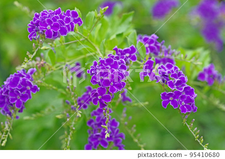 一種帶有藍紫色小花簇的熱帶開花灌木。 95410680