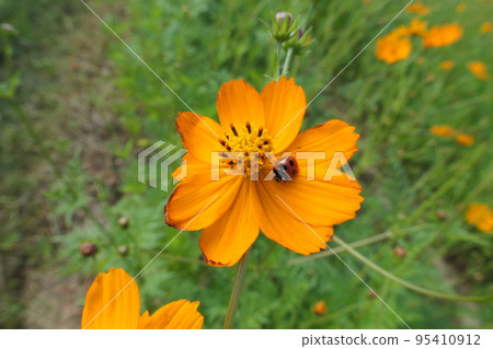 Ladybird on yellow cosmos flower 95410912