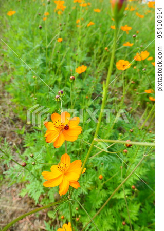 Ladybird on yellow cosmos flower 95410914